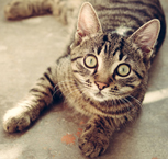 Super cute kitty.