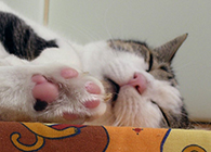 Kitty snoozing