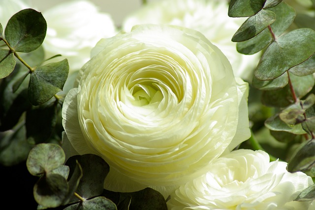 White Heirloom rose with leaves around.
