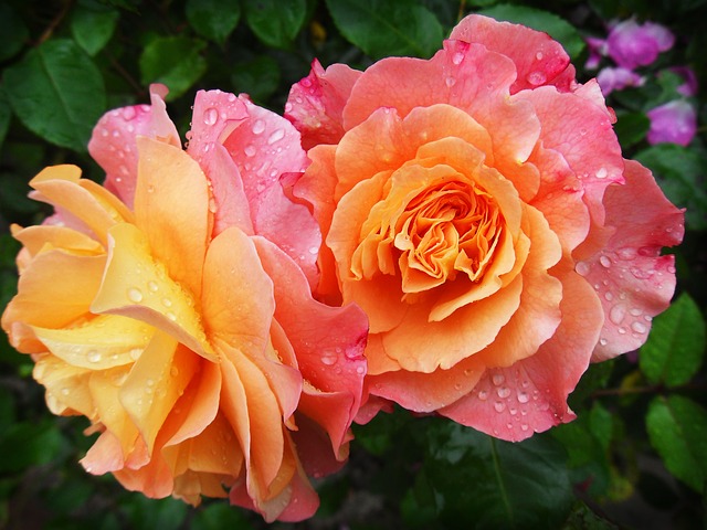 Roses. Each one is a mix of pink and yellow
